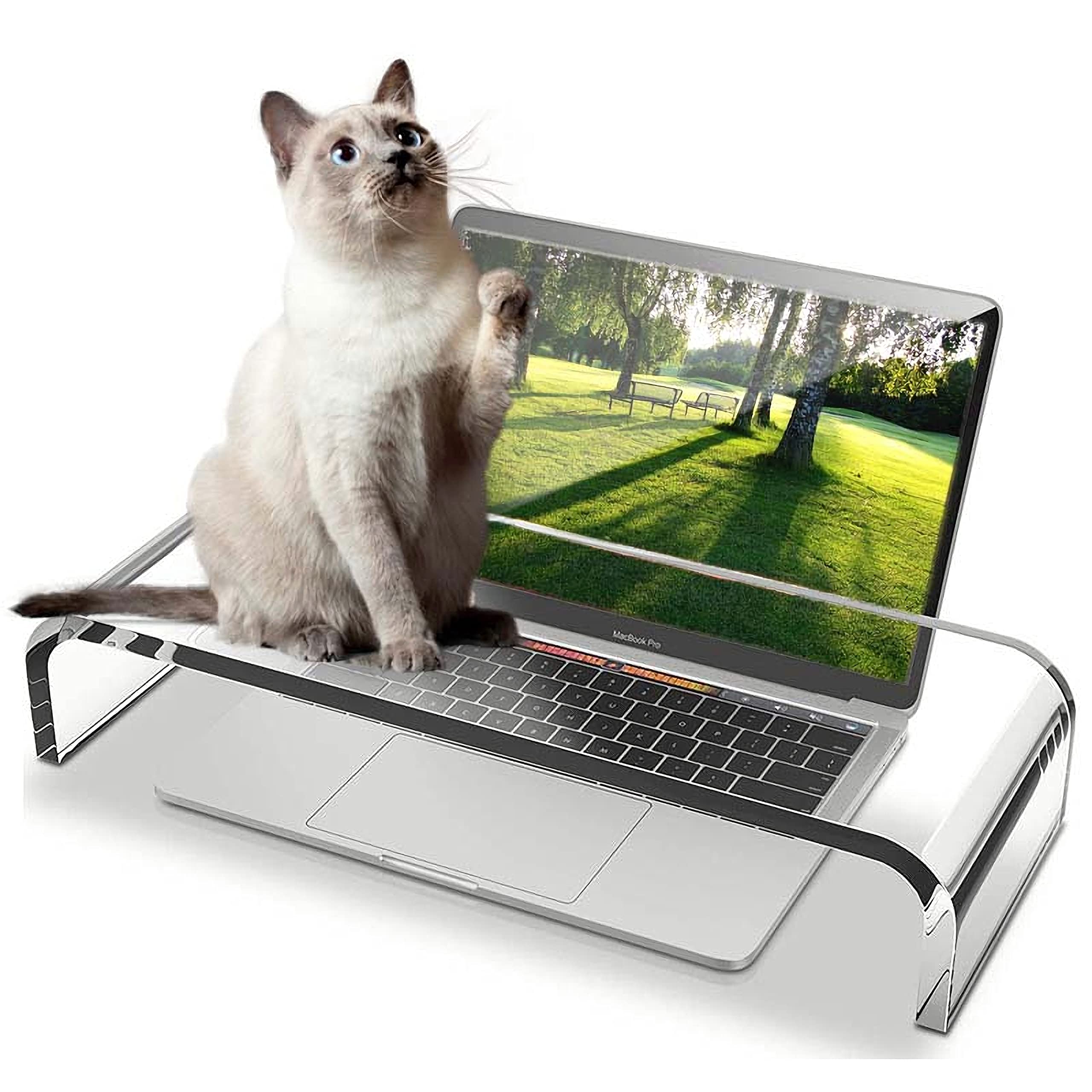 虎猫PC パソコンの上から動かない猫 - the cat doesn't move from a PC